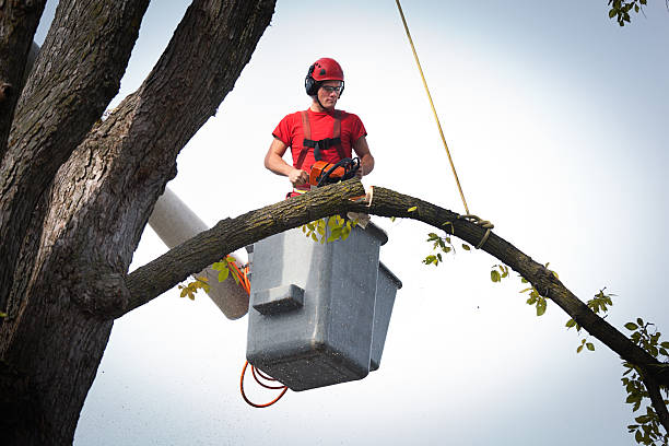 Best Leaf Removal  in Tulsa, OK